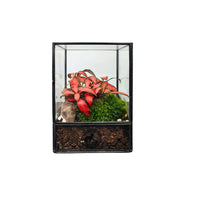 Terrarium Piccolo Eden - i Giardini di Giulia  