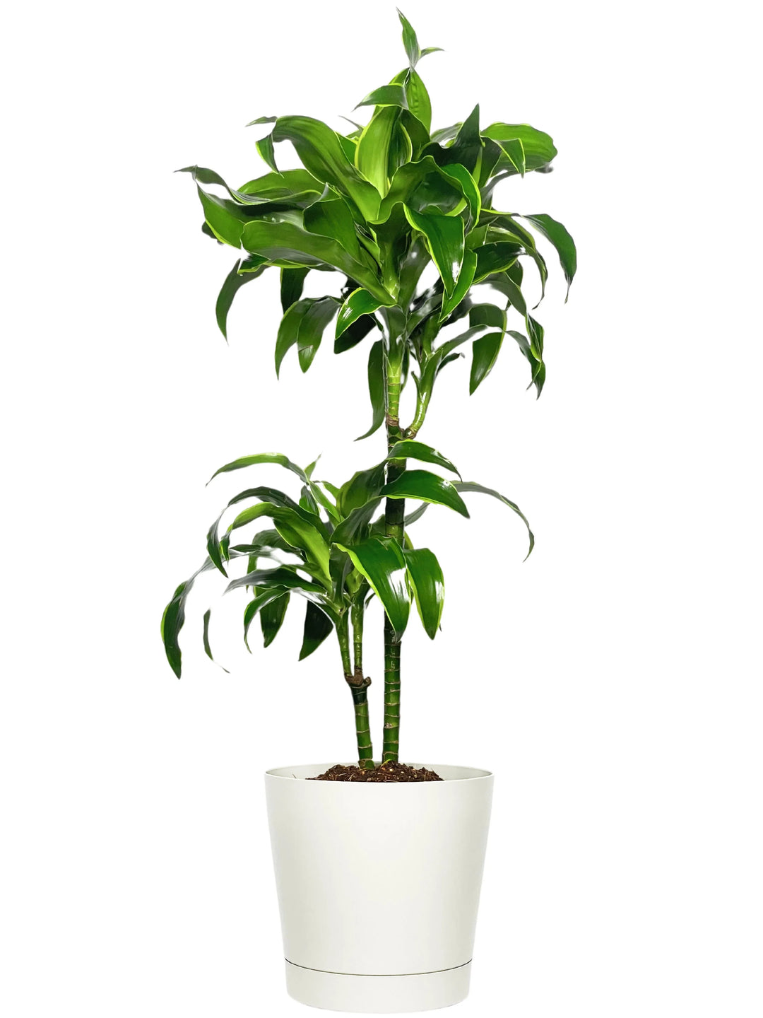 Dracaena Dorado 100 cm - esemplare in primo piano con foglie decorative, un'ottima dracaena pianta