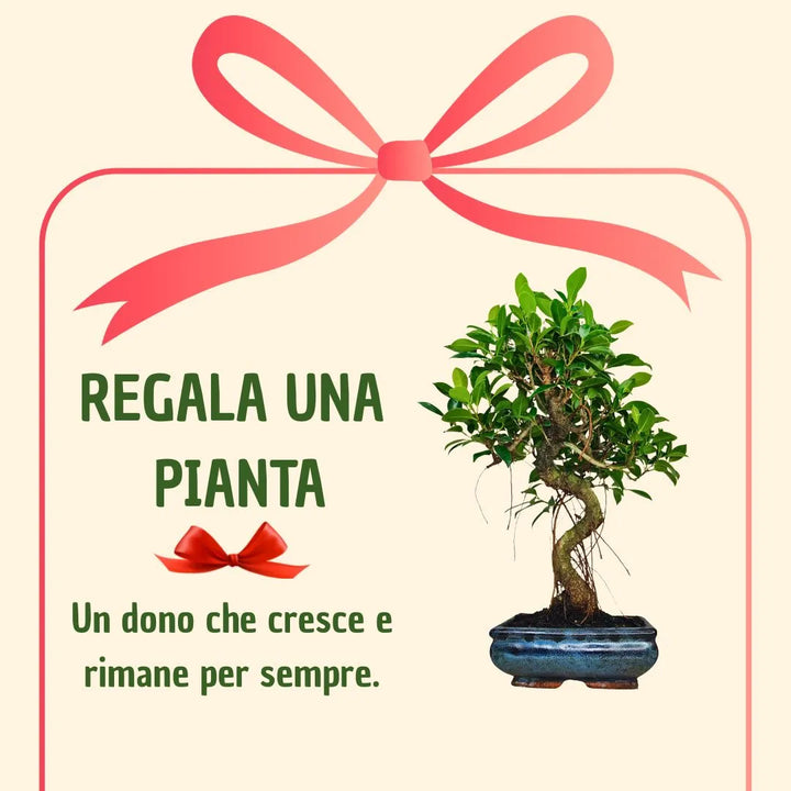 Bonsaï Ficus Retusa forme en S avec boîte cadeau
