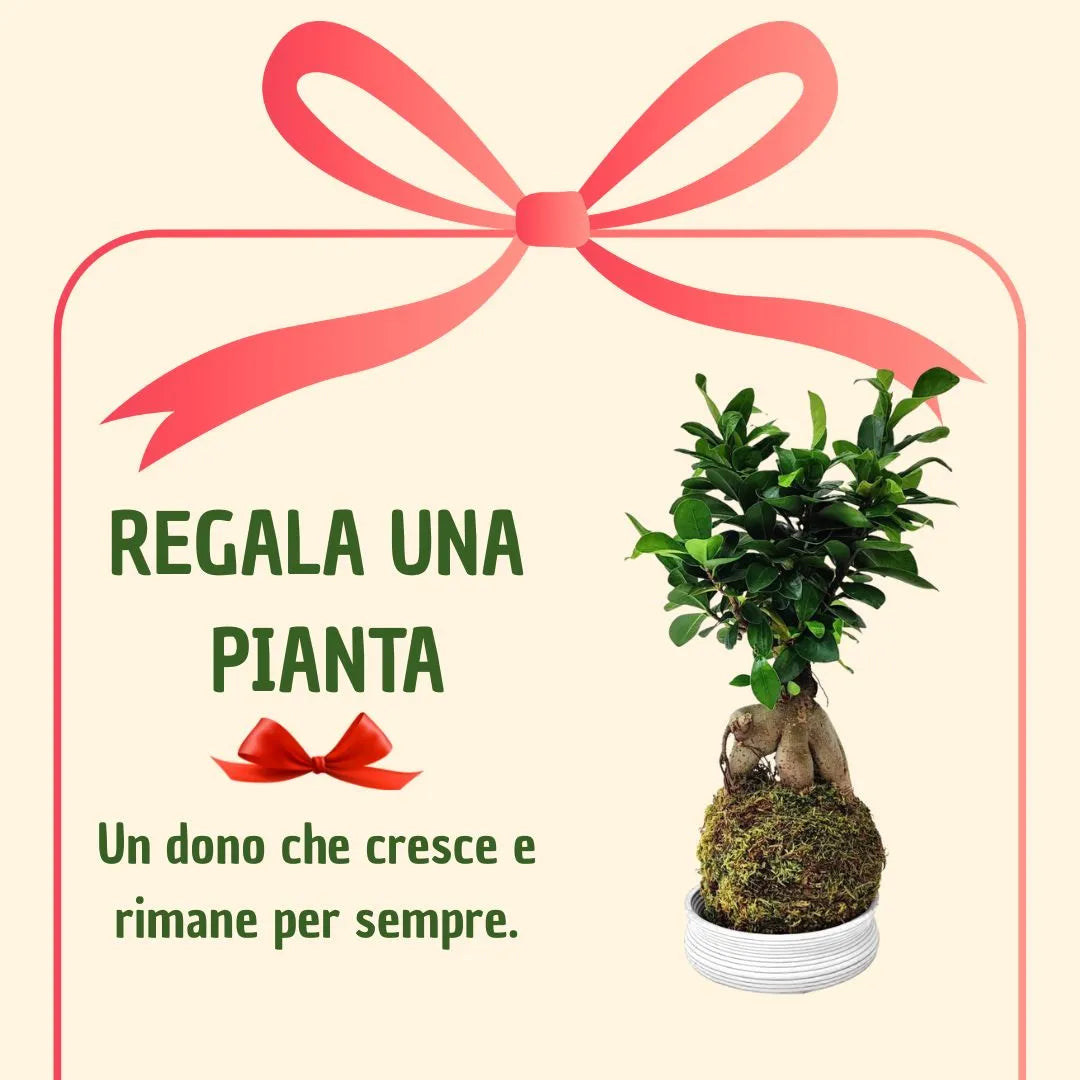 Kokedama Bonsaï Ficus Ginseng avec boîte cadeau