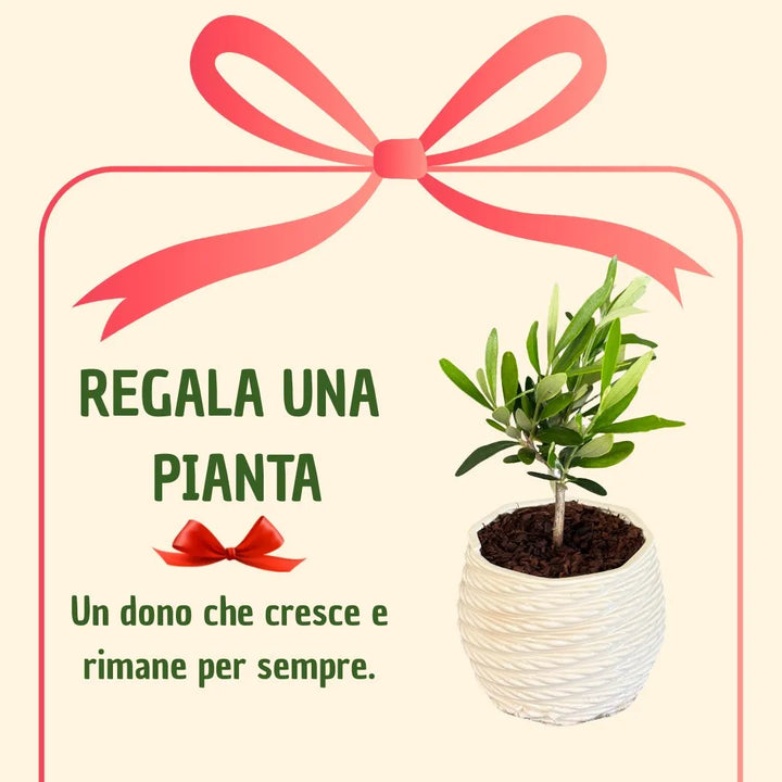 Bonsaï d'olivier en pot mignon avec boîte cadeau