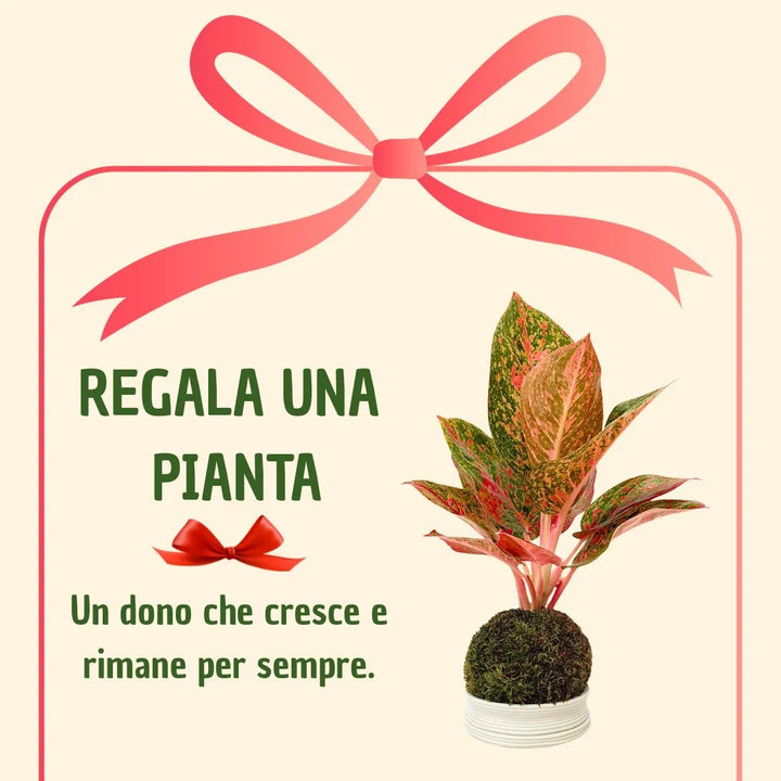 Kokedama Aglaonema Sab Mongkol avec boîte cadeau