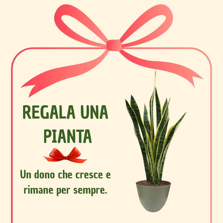 Sansevieria Laurentii H.60 avec boîte cadeau