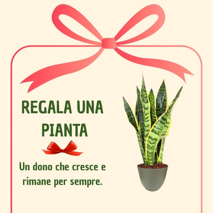 Sansevieria Laurentii H.35 avec boîte cadeau