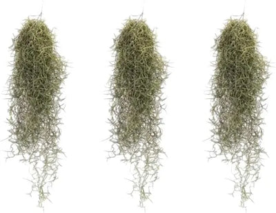 Tillandsia Usneoides (Spanish Moss) 20/22 B L