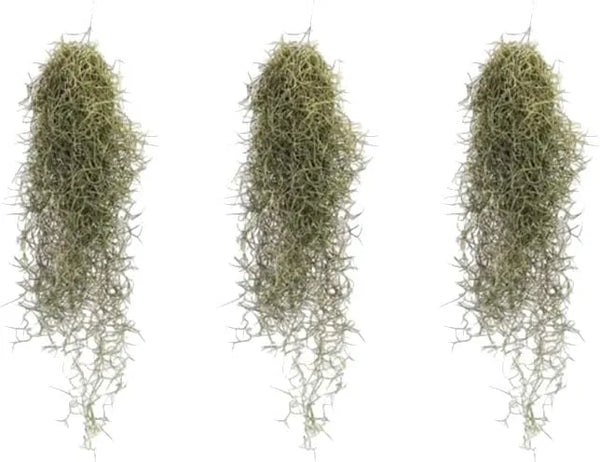 Tillandsia Usneoides (mousse espagnole) 20/22 BL 