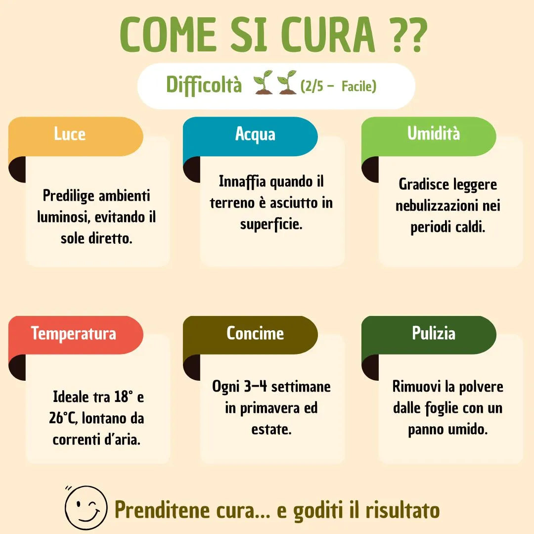 Bonsaï Ficus Retusa forme en S avec boîte cadeau
