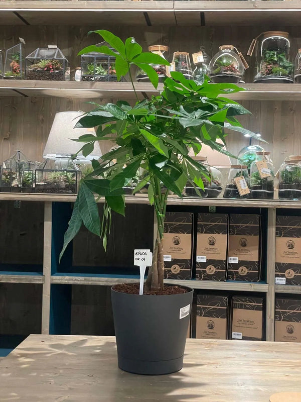 PACHIRA AQUATICA ORIONE DIAM 24 CM