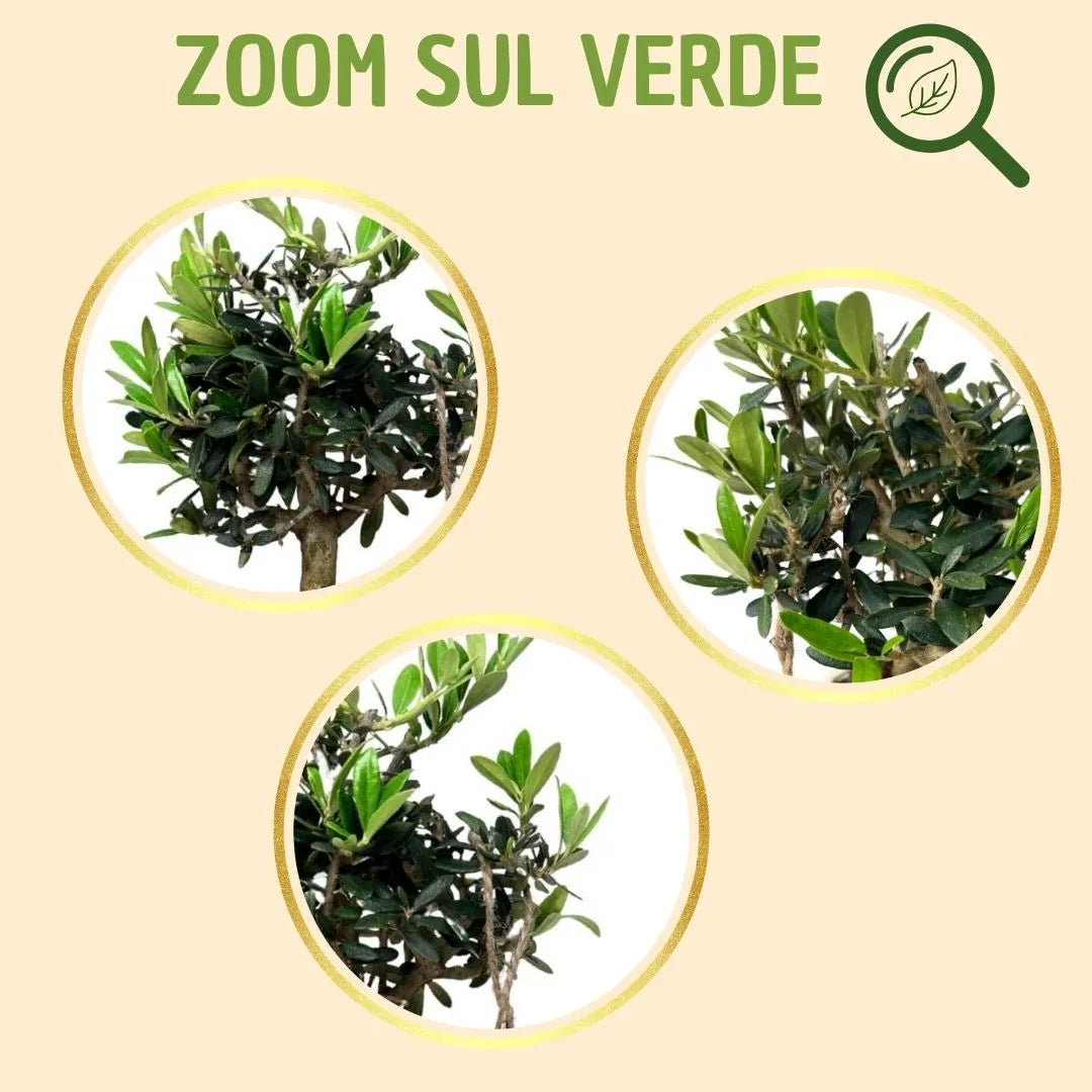 Bonsaï d'olivier en pot Andromède avec coffret cadeau
