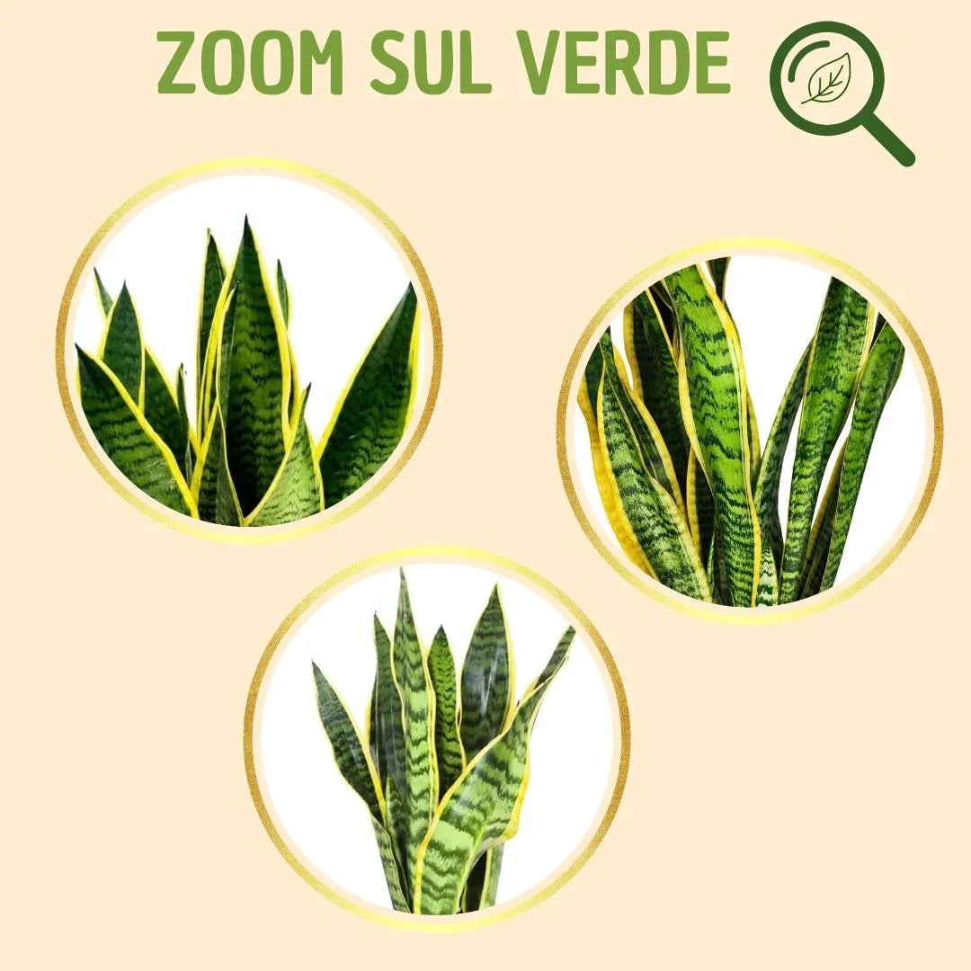 Sansevieria Laurentii H.35 avec boîte cadeau