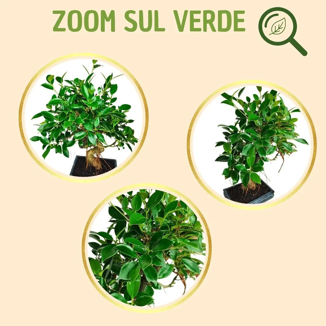 Bonsaï Ficus Retusa forme en S avec boîte cadeau