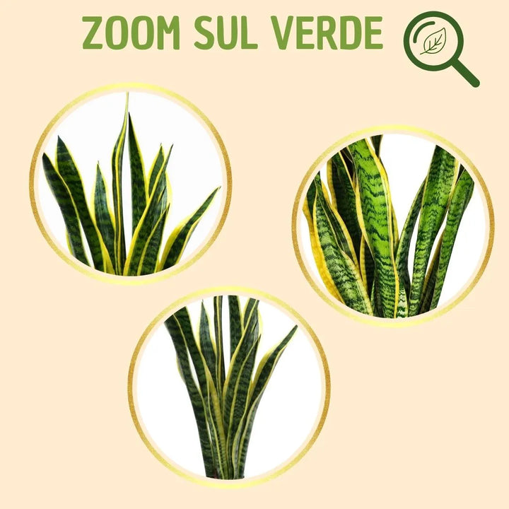 Sansevieria Laurentii H.60 avec boîte cadeau