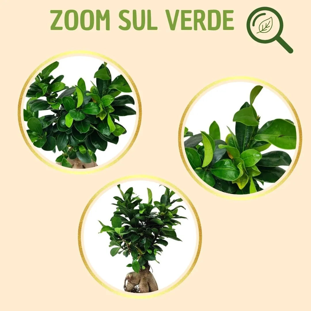 Kokedama Bonsaï Ficus Ginseng avec boîte cadeau
