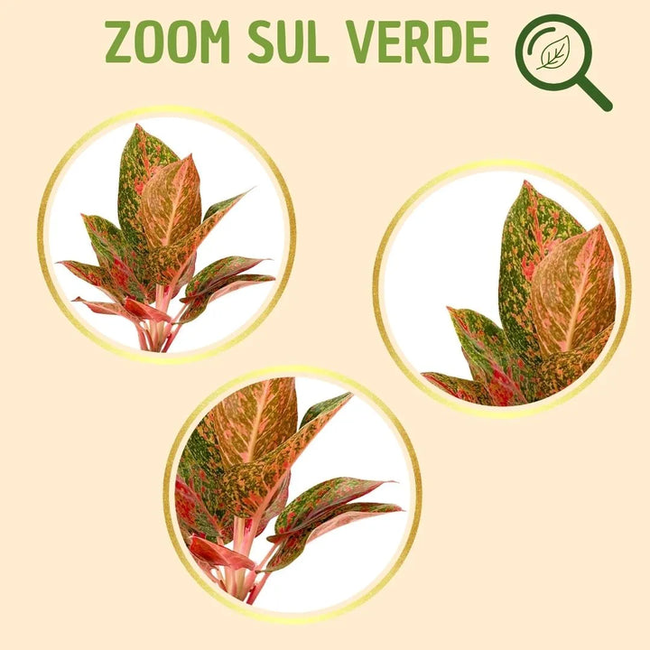Kokedama Aglaonema Sab Mongkol avec boîte cadeau