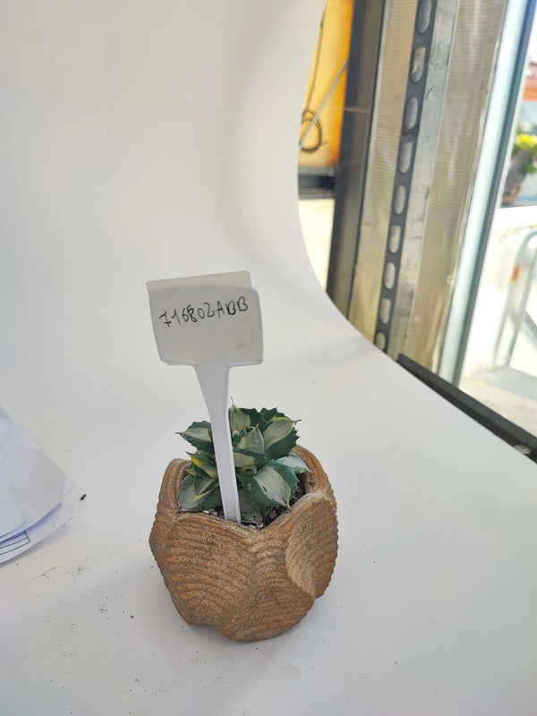 AGAVE PANIÉE