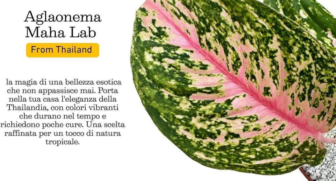Aglaonema 'Red Siam' in Idrocoltura con Perlite - Pianta Vera - i Giardini di Giulia