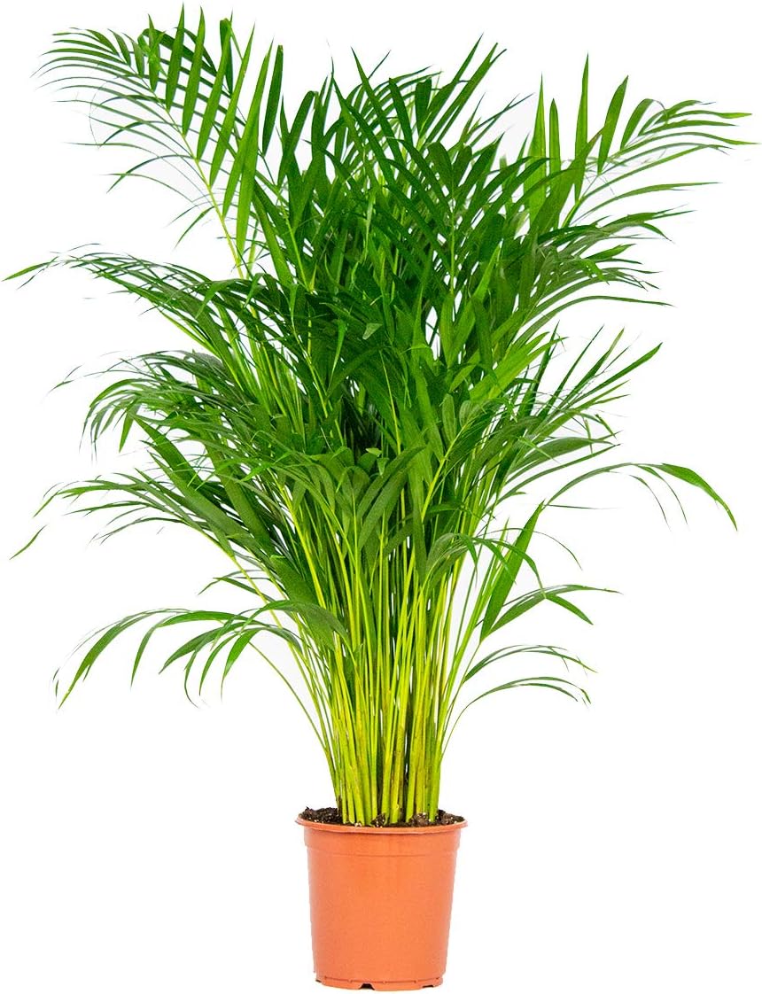 Palma Areca (Dypsis lutescens) alta 110 cm in vaso di plastica da coltivazione su sfondo bianco