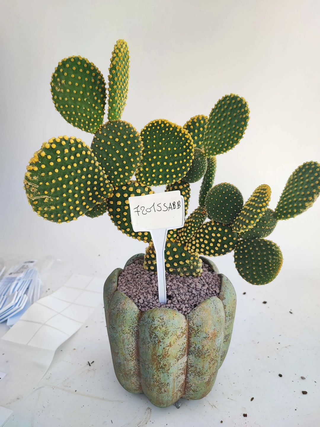 Opuntia microdasys - i Giardini di Giulia  