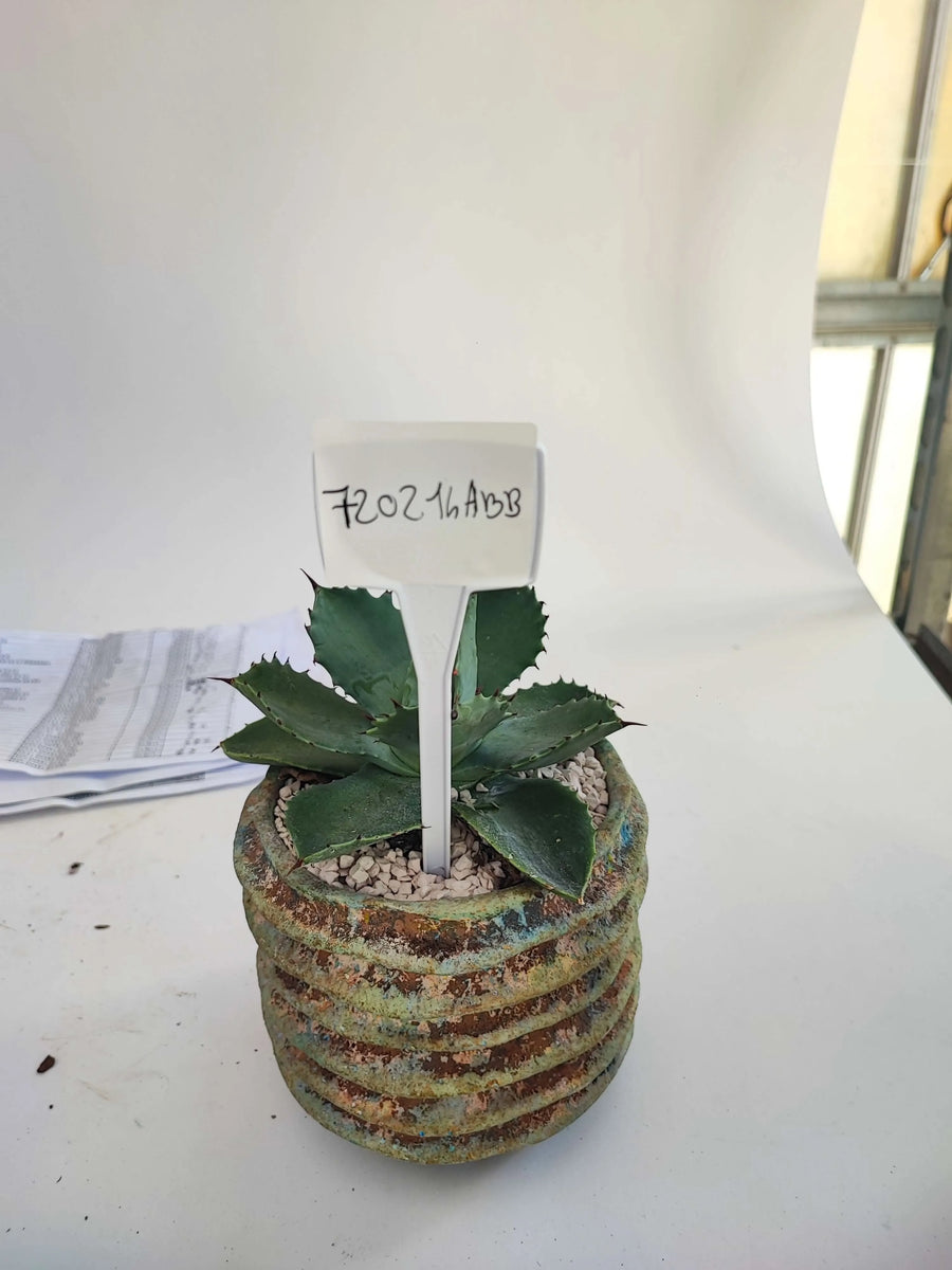 AGAVE POTATORUM - i Giardini di Giulia  