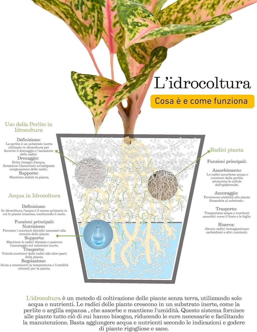 Aglaonema 'Red Siam' in Idrocoltura con Perlite - Pianta Vera - i Giardini di Giulia