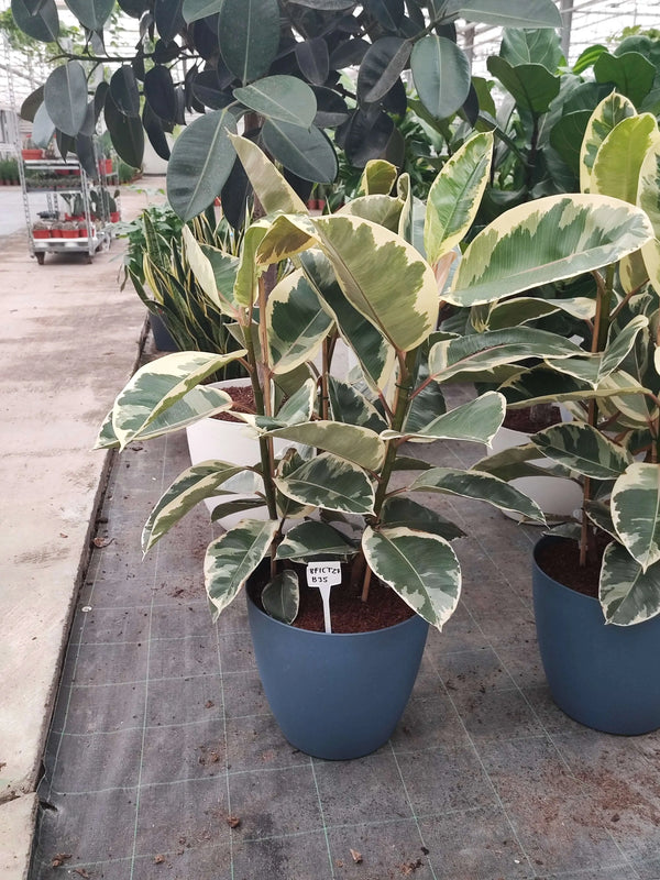 FICUS TINEKE DIAM 27 BAYLON 35 RÉSERVE D'EAU