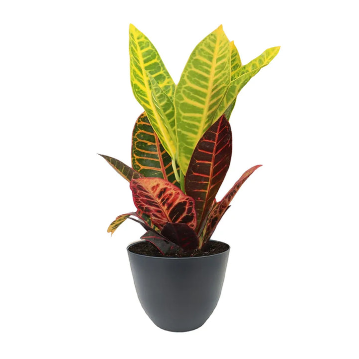 Codiaeum Petra Vaso - i Giardini di Giulia 