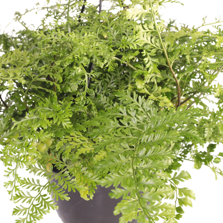 Asplenium parvati in vaso basket - i Giardini di Giulia