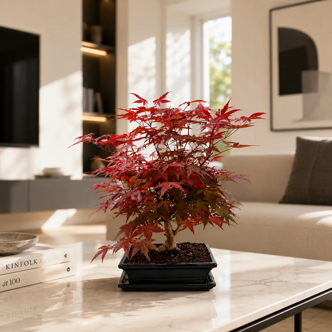 Bonsai acero giapponese Deshojo con chioma rossa decorativa posizionato su tavolino in soggiorno moderno luminoso.
