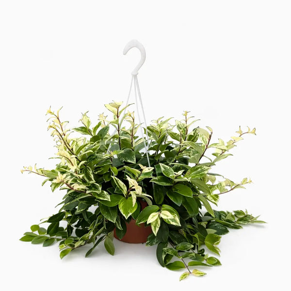 Aeschynanthus bolero panier D.20 cm