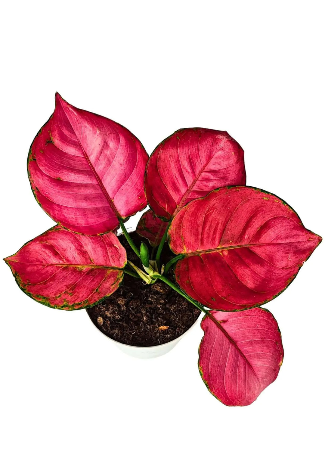 aglaonema rouge Aglaonema Lucky Red – Plante tropicale d'intérieur rouge de 25 cm — i Giardini di Giulia