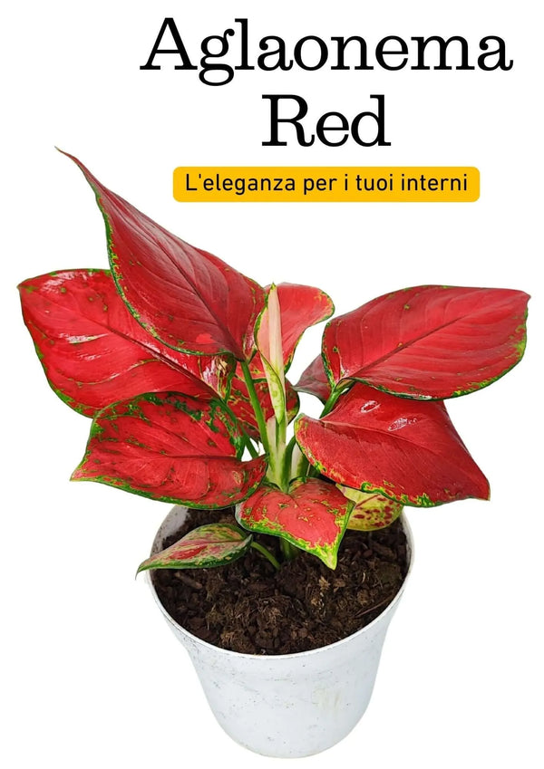 Aglaonema Super Rouge