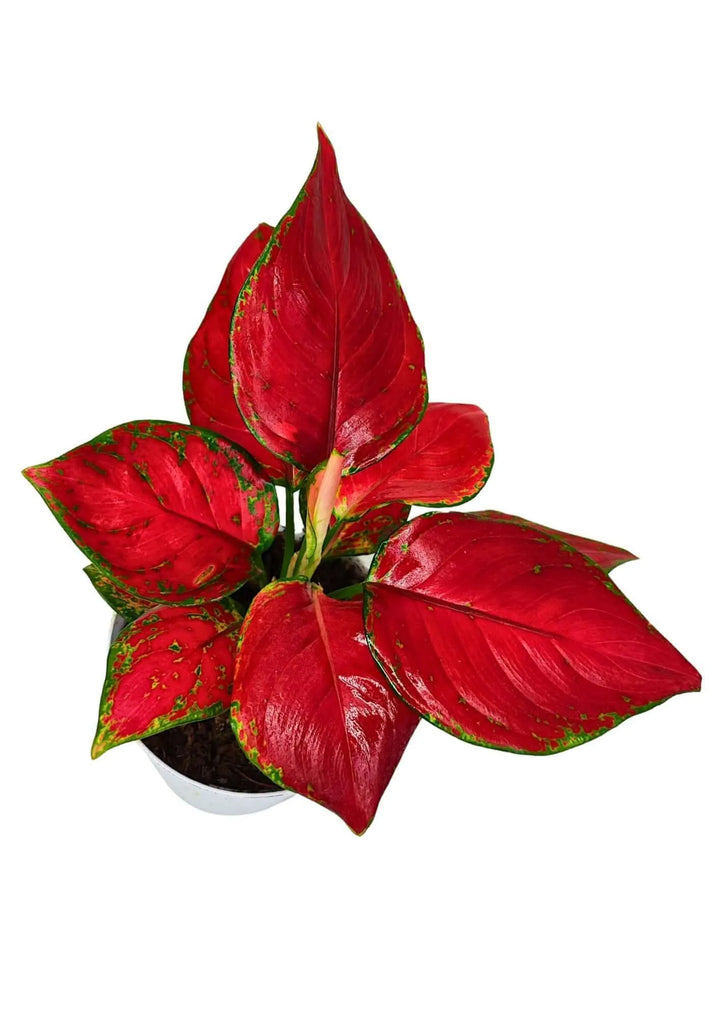 Vista dall’alto dell’Aglaonema Super Red, con foglie rosse intense in vaso decorativo.