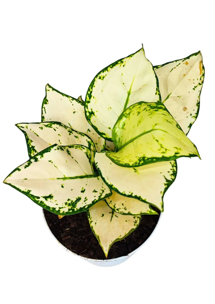 Aglaonema 'White Kiwi' - Altezza Pianta 25 cm, Vaso Diametro 14 cm - i Giardini di Giulia
