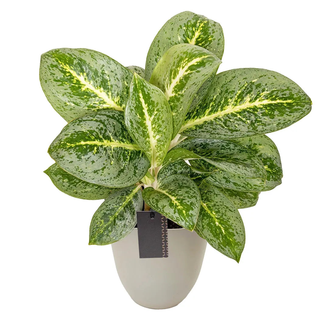 aglaonema key lime entretien Aglaonema Menthe Citron (30 cm de haut) Plante d'intérieur élégante — i  Giardini di Giulia