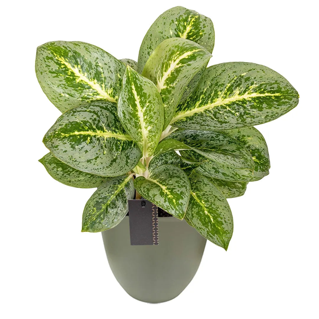 Aglaonema Lemon Mint con vaso verde rosmarino  riciclato Ø15 – Pianta ornamentale variegata