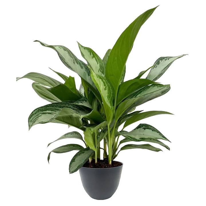 Aglaonema Silver Bay - pianta resistente con vaso antracite, ideale per poca luce