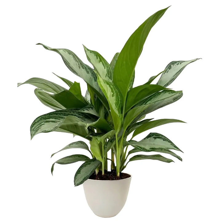 Aglaonema Silver Bay - pianta da interno con vaso avorio, foglie variegate argento e verde