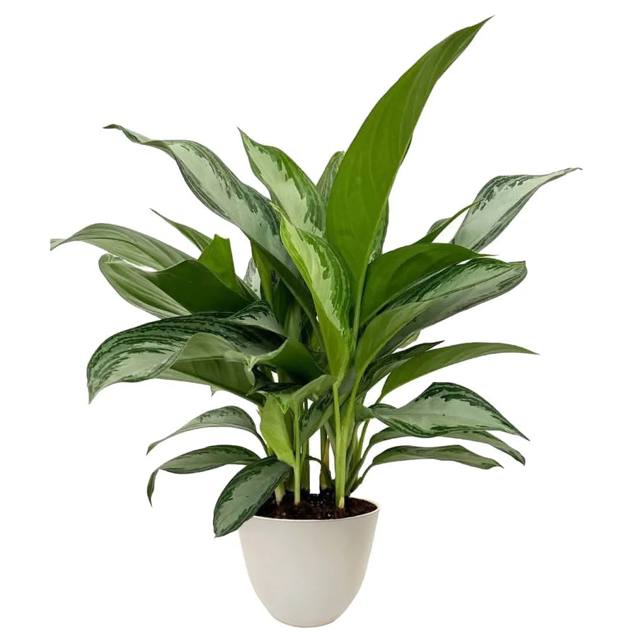 Aglaonema Silver Bay - pianta da interno con vaso avorio, foglie variegate argento e verde