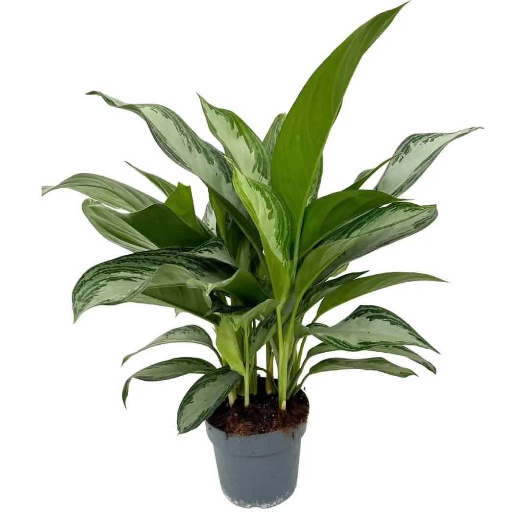 Aglaonema Silver Bay - pianta in vaso nursery Ø17, pronta da rinvasare