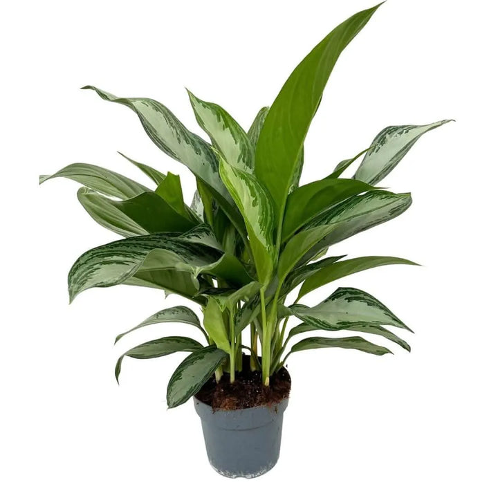 Aglaonema Silver Bay - pianta in vaso nursery Ø17, pronta da rinvasare