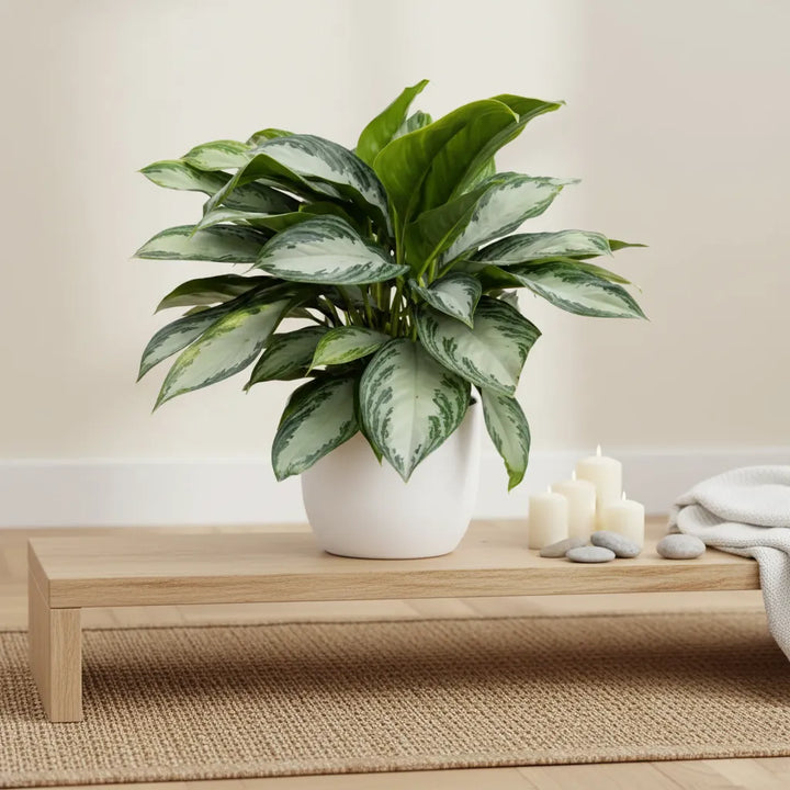 Aglaonema Silver Bay in vaso bianco su mobile in legno vicino finestra, pianta da interno decorativa