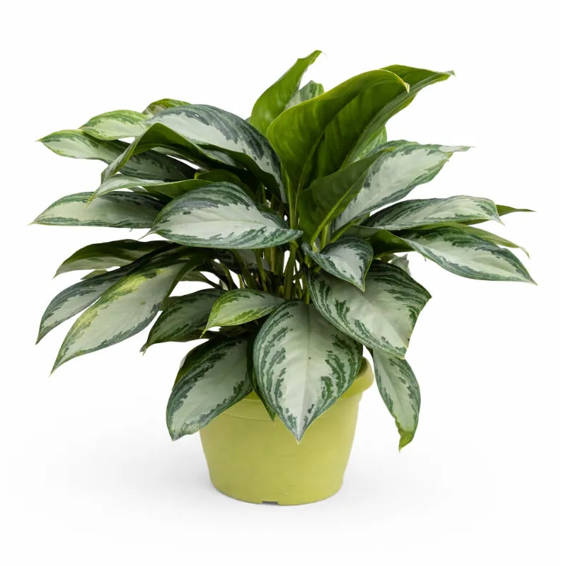 Aglaonema Silver Bay in vaso verde su sfondo bianco, pianta da interno con foglie variegate verde e argento