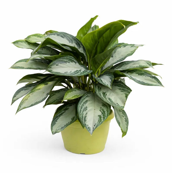 Aglaonema Silver Bay D.25 H.60 cm
