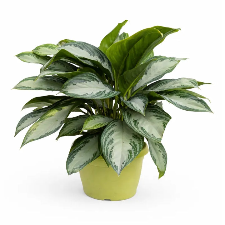 Aglaonema Silver Bay in vaso verde su sfondo bianco, pianta da interno con foglie variegate verde e argento