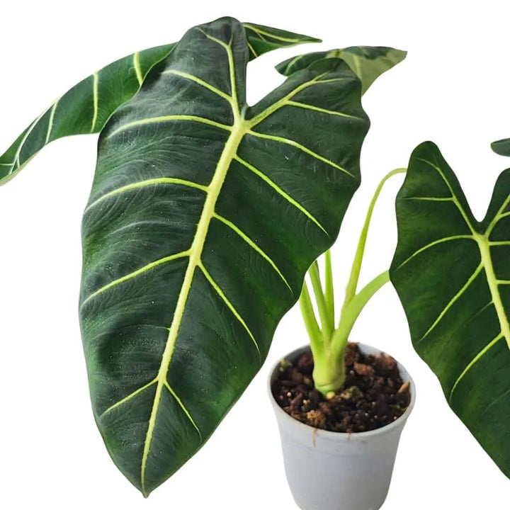 Alocasia Frydek cura - dettaglio foglia con venature chiare