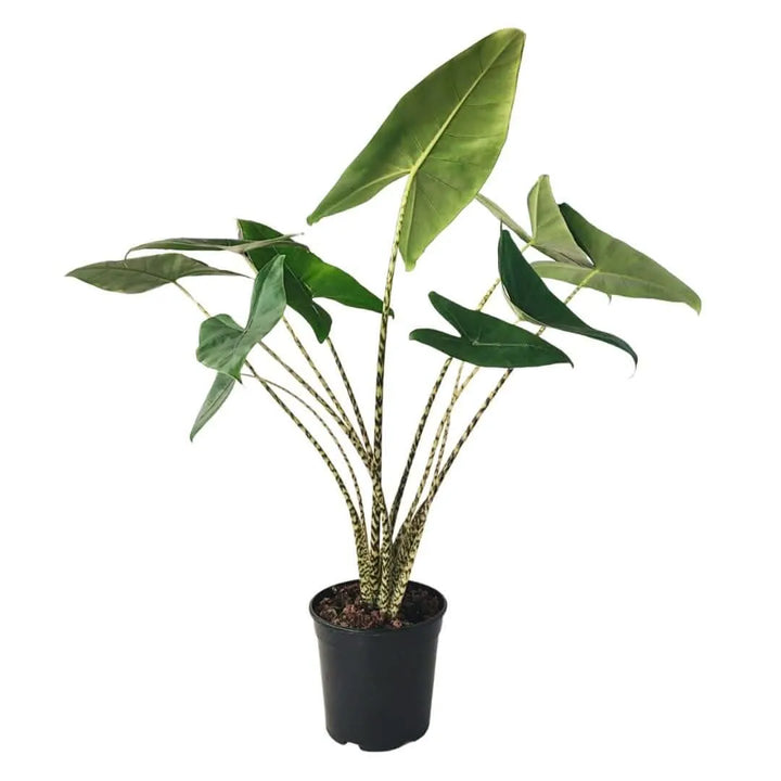 Alocasia Zebrina - pianta intera con steli zebrati e foglie verdi lucide in vaso