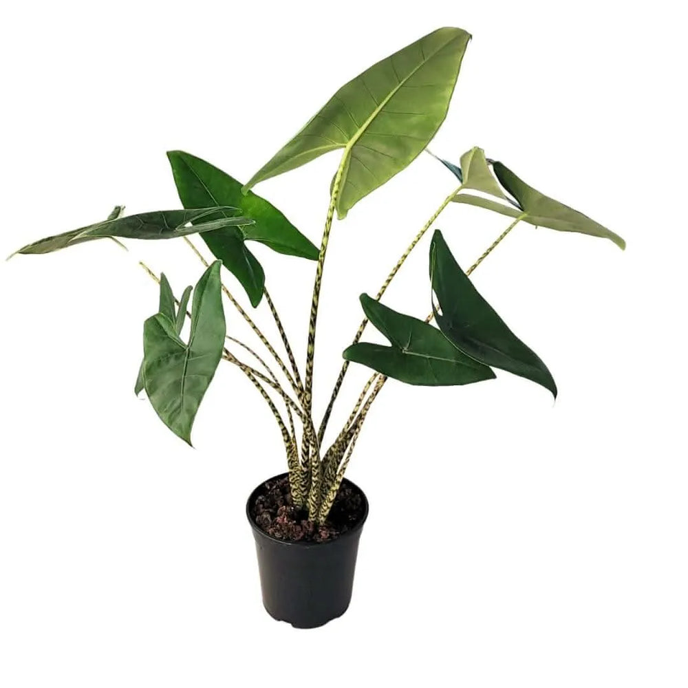 Alocasia Zebrina foglie - dettaglio delle foglie verdi lucide a forma di freccia