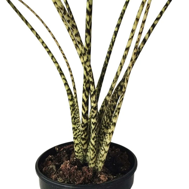 Alocasia Zebrina steli - primo piano degli steli zebrati unici e decorativi