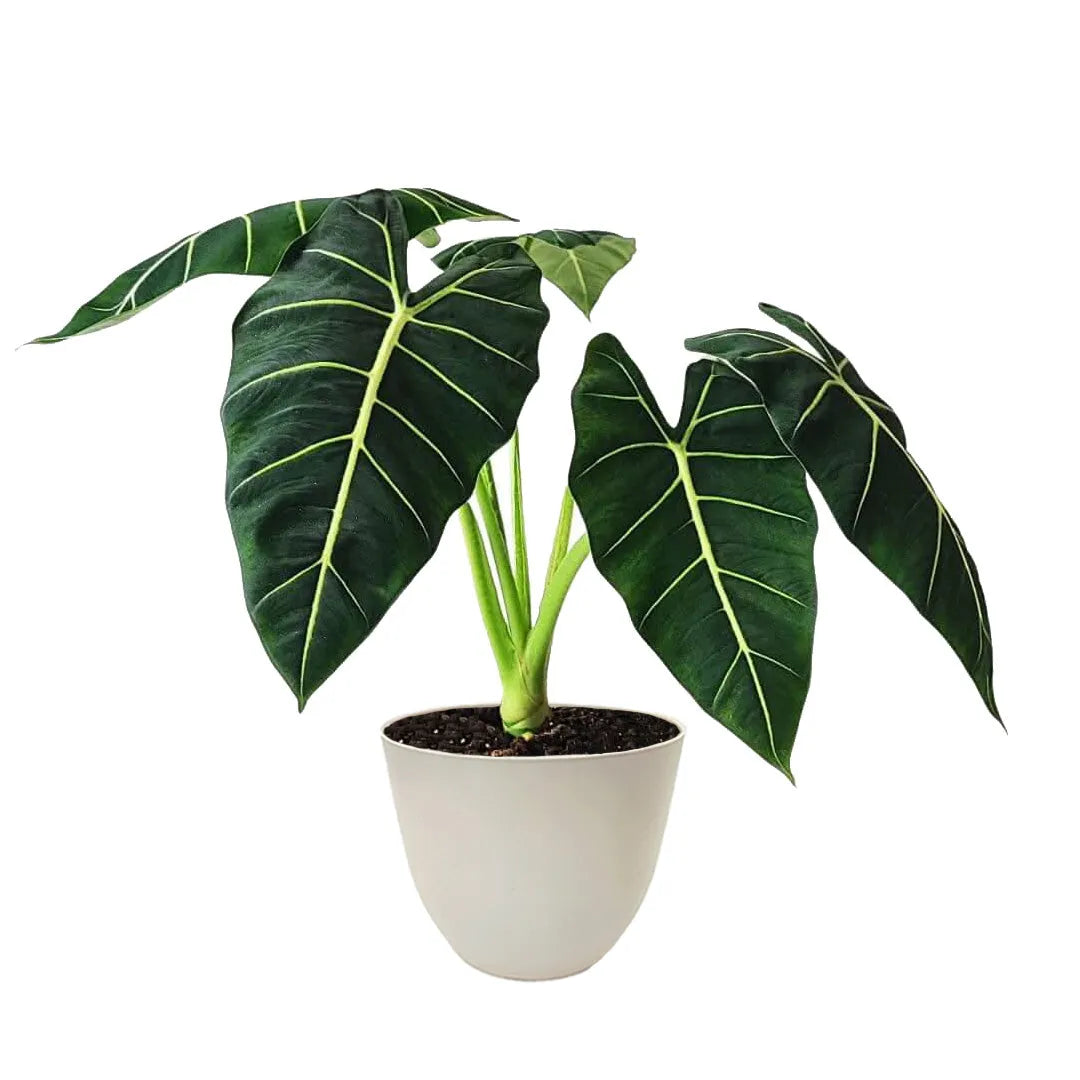Alocasia Frydek online - pianta tropicale con foglie vellutate in vaso avorio