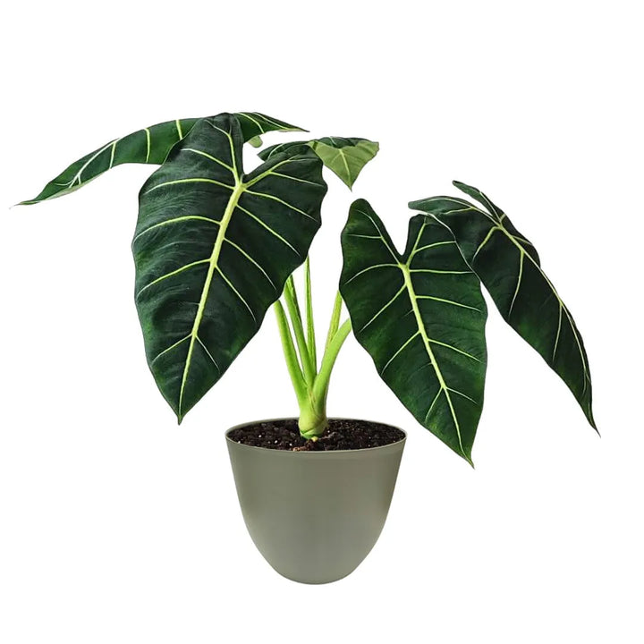 Alocasia Frydek - pianta ornamentale in vaso verde salvia